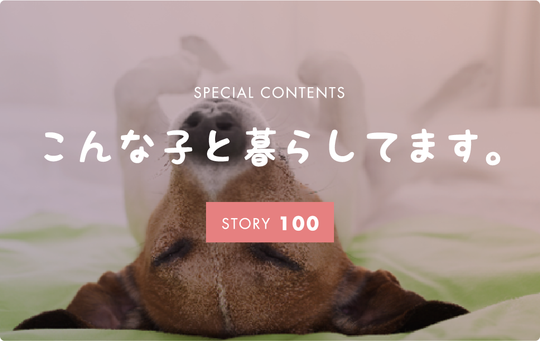 SPECIAL CONTENTS こんな子と暮らしてます。 STORY 100