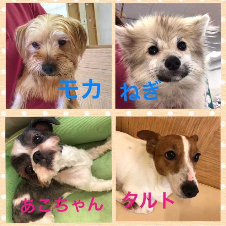 Hogoken20171024