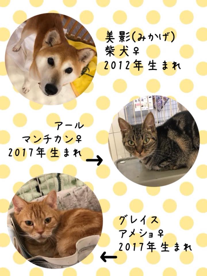 Hogoken20190821