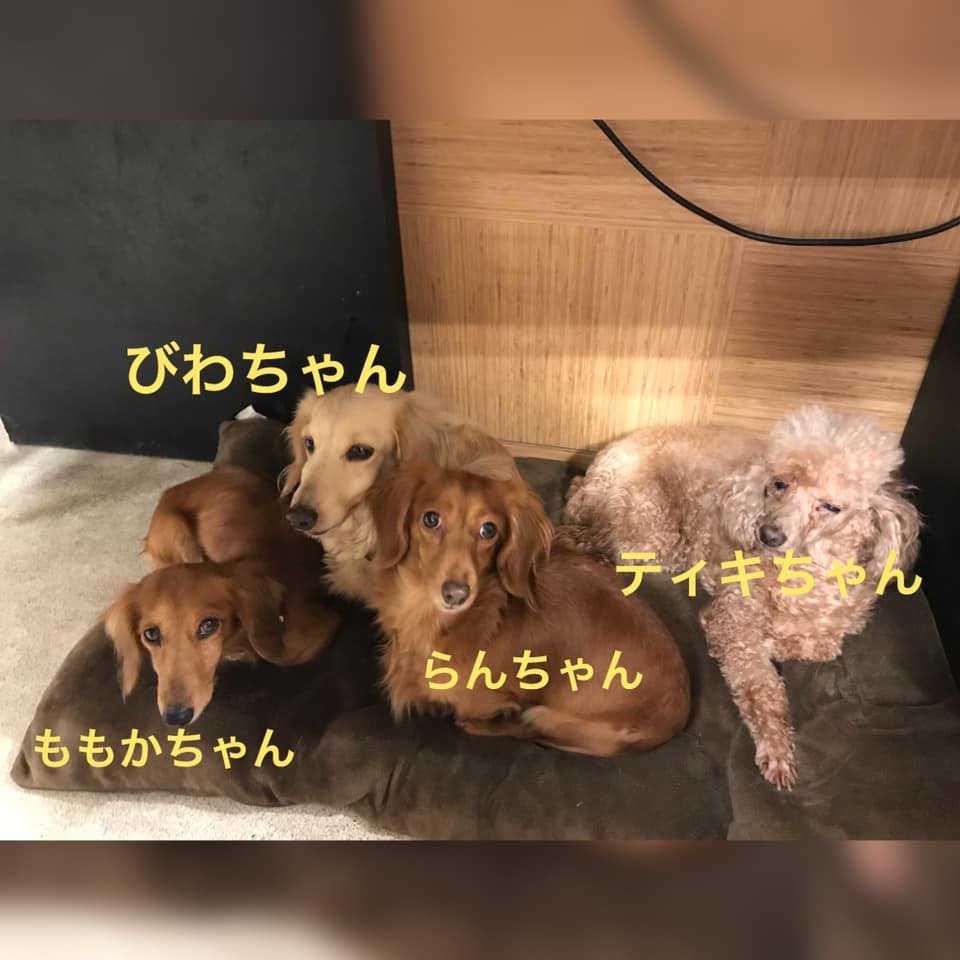 Hogoken20191120