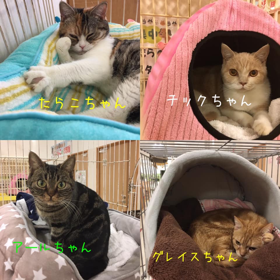 Hogoken20191229