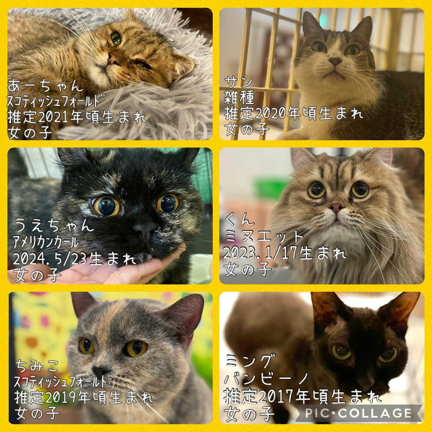 Hogoken20250329