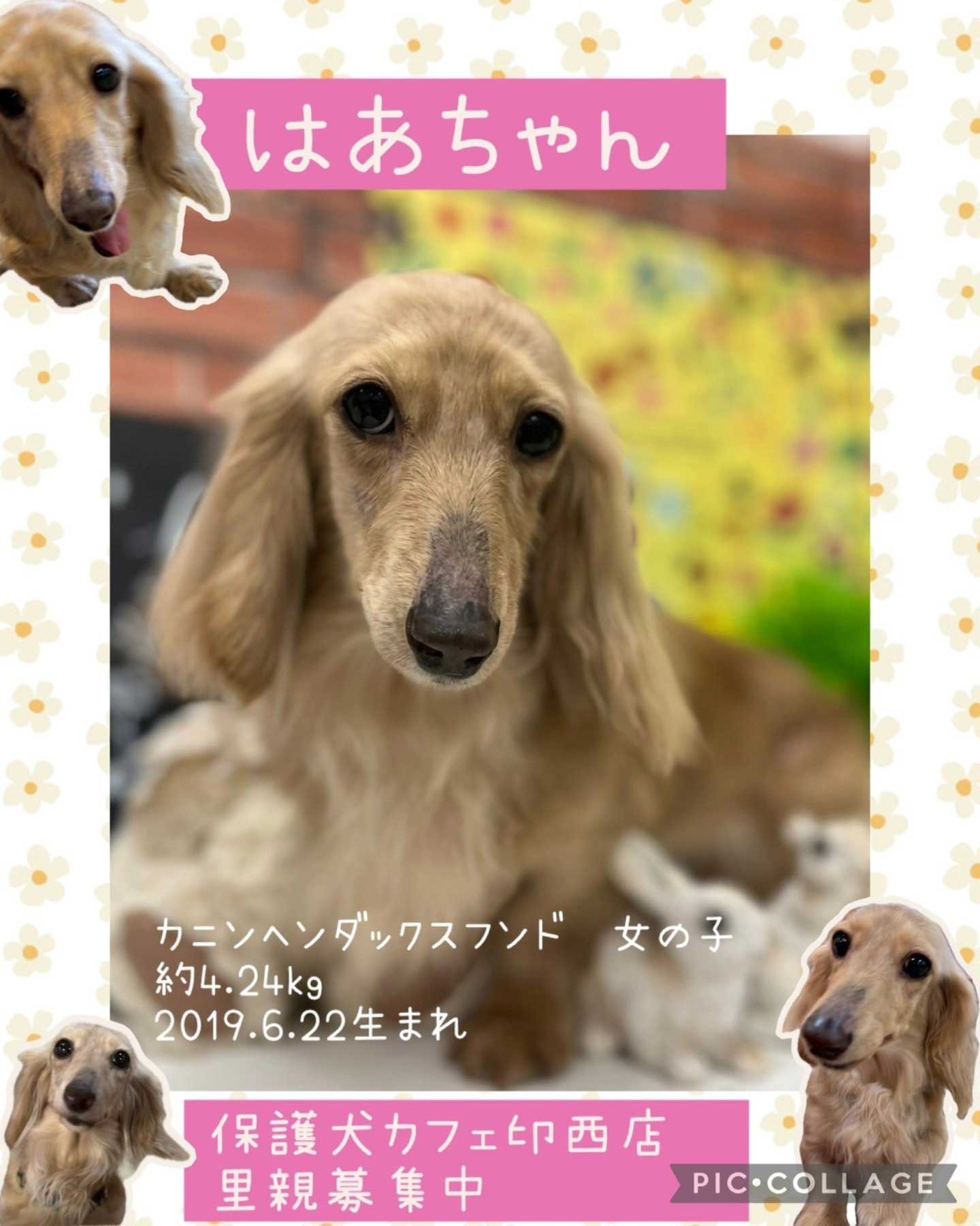 Hogoken20250429