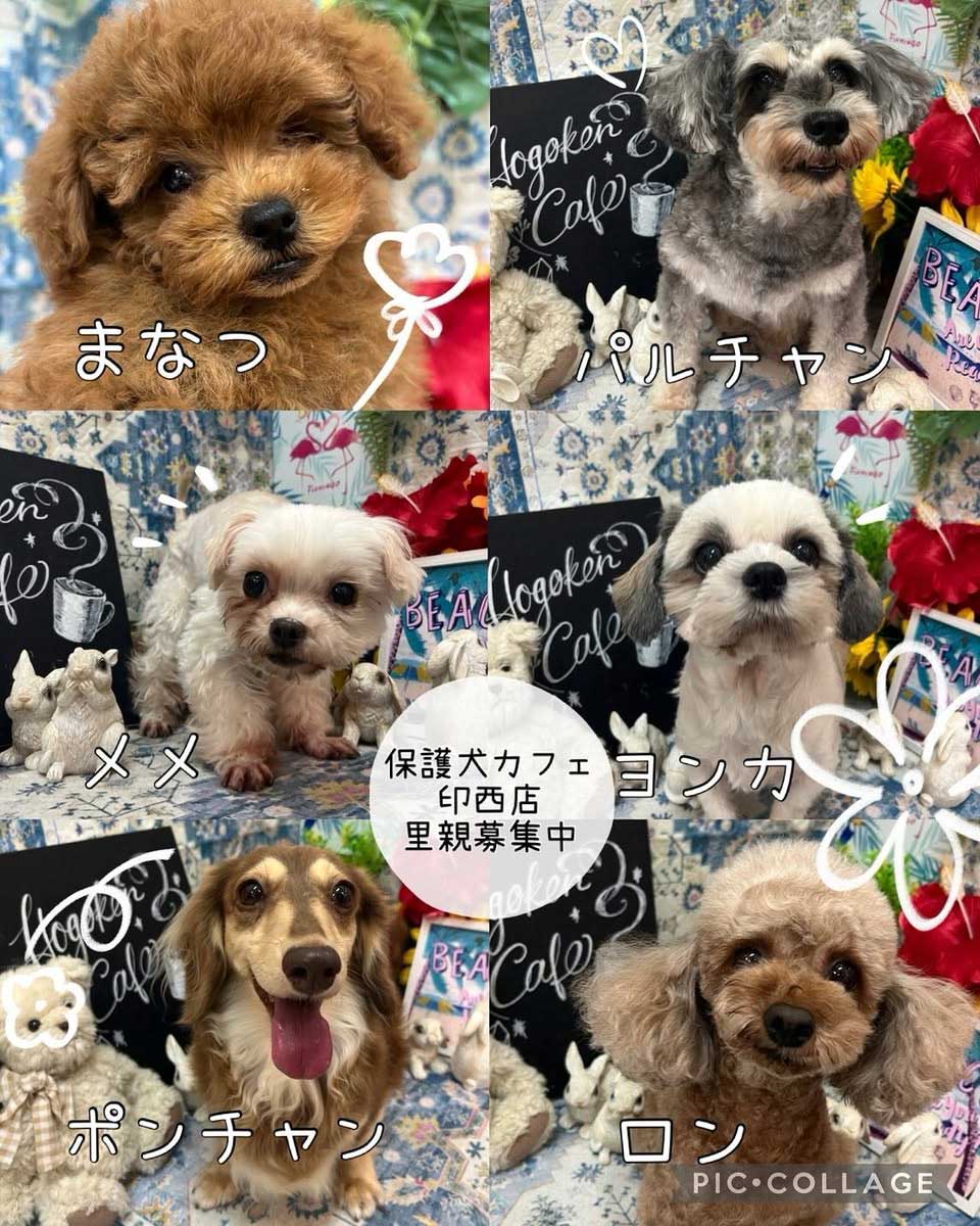 Hogoken20250903